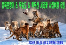 동북호랑이