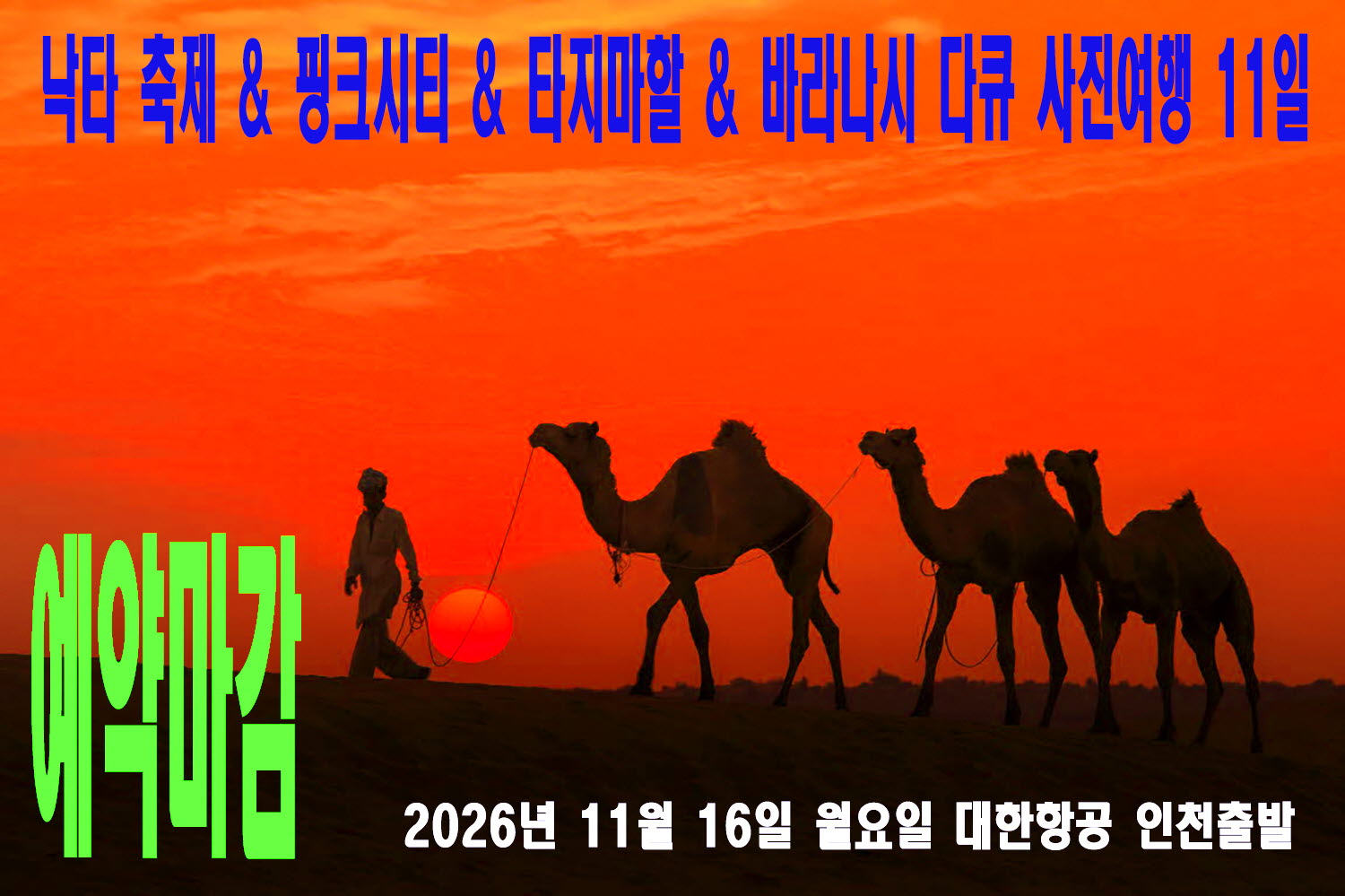 1116-낙타